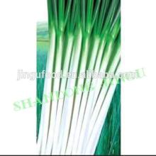  dried  spring  onion 