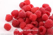 Freeze dried berries Raspberry rubus corchorifolius Freeze dried fruits and vegetables
