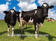 Full Milk Powder - GREAT QUALITY AND PRICES FROM THE UK