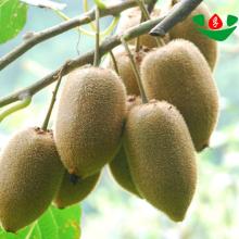 new crop high quality benefits of dry fruits from dried kiwi fruit