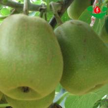 new crop high quality dried kiwi fruit of types of dry fruits