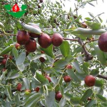 Hot sale high quality fruits dates