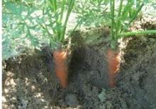 2013 New Chinese Own Farm Fresh Carrot