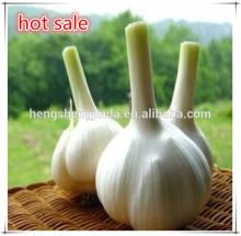 Fresh garlic from manufacture