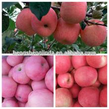 Fuji apple