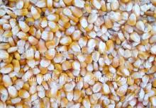 Yellow Corn/ Yellow Maize corn #2 feed Corn