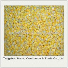 quality new iqf sweet corn