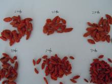 China medlar Ningxia dried goji berry