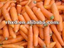 fresh crisp carrot with high quality