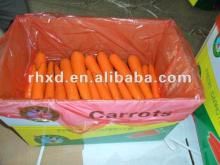 fresh crisp carrot