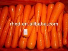 export fresh carrot