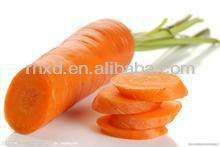 fresh new carrot