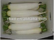 fresh  white   carrot  2013 hot sale with best export price