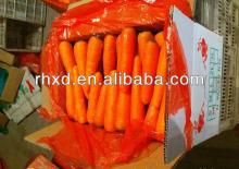 fresh red carrot/chinese fresh red carrots 2013 hot sale