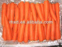 new arrival chinese fresh carrot exporter 2013