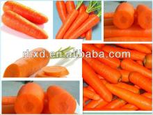 2013 New Chinese Own Farm Fresh Carrot