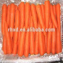 Hot!! China new crop fresh carrot