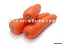 2014 new crop fresh carrot