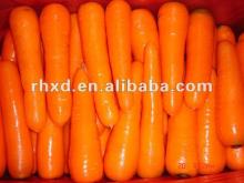 2014 New Crop China  import   fresh   carrots (S,M,L,2L,3L)