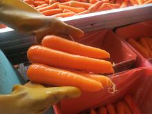 2014 new crop fresh vegetables baby carrots