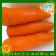 new crop import fresh carrots