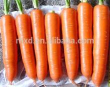 Chinese organic bullt carrot market price carrot 2014 new crop fresh carrot