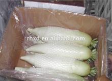 2014 fresh white carrots
