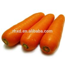 2014 new crop fresh carrot price