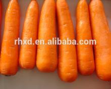 2014 new crop fresh preserved carrots