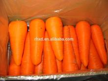 2014 new crop fresh  carrot s  specification 