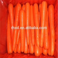 2014 new crop specifications of fresh carrots
