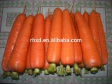 Chinese fresh red carrots 2014 hot