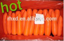 China hot sale fresh carrots price