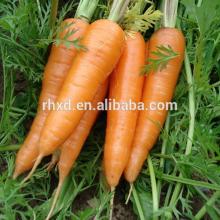 2014 new crop fresh red carrot