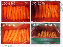 80- 150g  fresh  carrot s supplier cheap price