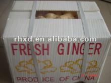 new crop  china   fresh   ginger  export