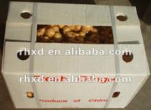 new  crop   ginger ( 2012  lowest price)