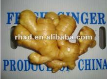 bulk fresh ginger in chian with mesh bag