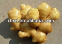 Chinese Fresh fat giant big natural mature ginger