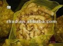 professional yellow color fresh ginger supplier