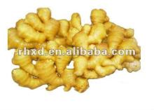  bulk   fresh   ginger 