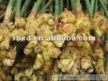 2013 new crop fresh young ginger