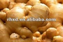  Best   Price   Fresh   Ginger ,China Mature  Fresh   Ginger 