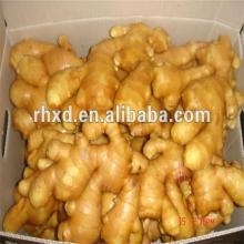 specification fresh ginger from China