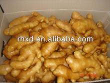 the best vegetable ginger fresh