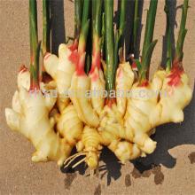 wholesale chinese fresh ginger in bulk