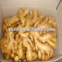 Chinese market fresh  ginger   root  price