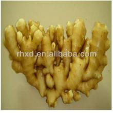 Chinese new fresh ginger root for sale