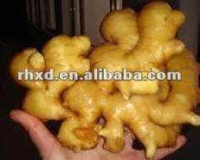 2013 chinese fresh ginger on farm for sale best price