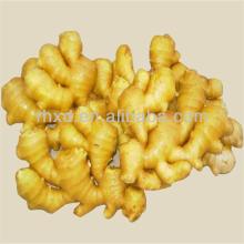new crop fresh ginger/dried ginger price